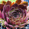 Sempervivum 'Pacific Red Rose'
