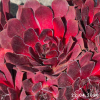 Sempervivum 'Pacific Red Rose'