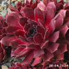 Sempervivum 'Pacific Red Rose'