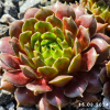 Sempervivum 'Pachamama'