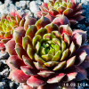 Sempervivum 'Pachamama'