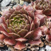 Sempervivum 'Pachamama'