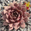 Sempervivum 'Naemi'