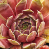 Sempervivum 'Naemi'