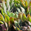 Sempervivum 'Naemi'