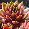 Sempervivum 'Naemi'