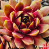 Sempervivum 'Naemi'