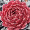 Sempervivum 'Happy'