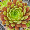 Sempervivum 'Happy'