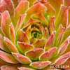 Sempervivum 'Happy'