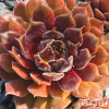 Sempervivum 'Happy'