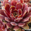 Sempervivum 'Happy'