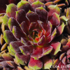 Sempervivum 'Happy'