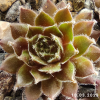 Sempervivum 'Pacific Sparkler'
