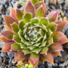 Sempervivum 'Pacific Sparkler'