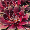 Sempervivum 'Pacific Sparkler'