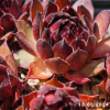 Sempervivum 'Red Tess'