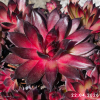 Sempervivum 'Red Tess'