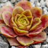 Sempervivum 'Bird Rockoon'
