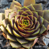 Sempervivum 'Bird Rockoon'