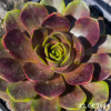 Sempervivum 'Bird Rockoon'