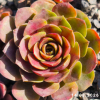 Sempervivum 'Bird Rockoon'