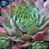 Sempervivum 'Fuego'