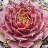 Sempervivum 'Fuego'