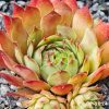 Sempervivum 'Fuego'
