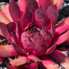 Sempervivum 'Fuego'