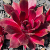 Sempervivum 'Fuego'