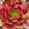 Sempervivum 'Fuego'