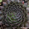 Sempervivum 'Bronze Pastel'