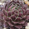 Sempervivum 'Bronze Pastel'