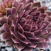 Sempervivum 'Bronze Pastel'