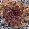Sempervivum 'Bronze Pastel'