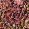 Sempervivum 'Bronze Pastel'