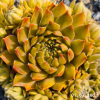 Sempervivum 'Bronze Pastel'
