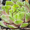 Sempervivum 'Sparta'