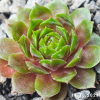 Sempervivum 'Sparta'