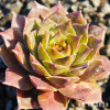Sempervivum 'Sparta'