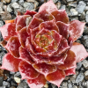 Sempervivum 'Sparta'