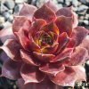 Sempervivum 'Sparta'