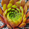 Sempervivum 'Sparta'