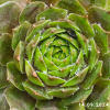 Sempervivum 'Sparta'