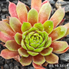 Sempervivum 'Sparta'