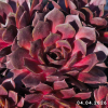 Sempervivum 'Sparta'