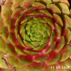 Sempervivum 'Sparta'