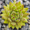 Sempervivum 'Golden Tiffany'