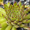 Sempervivum 'Golden Tiffany'
